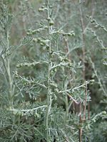 Artemisia maritima.jpeg