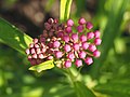 Flower buds