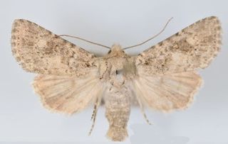 <i>Aseptis catalina</i> species of insect