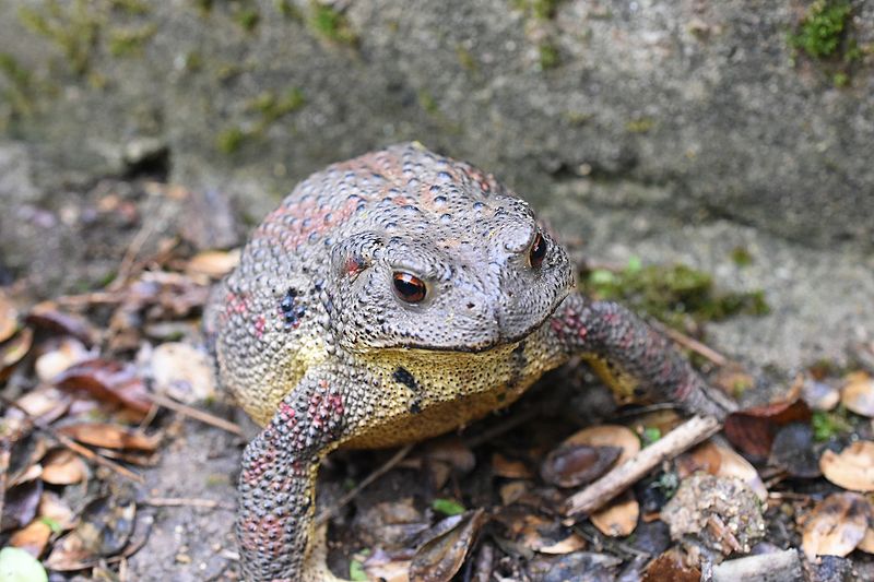 File:Asiatic toad 2.jpg