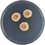 Thumbnail for Aspergillus silvaticus