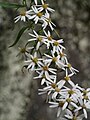 Aster tenuipes