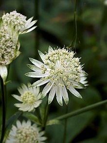 Astrantia major.jpg