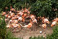 * Nomination: Phoenicopterus ruber in Chester Zoo --Mike Peel 11:10, 13 August 2023 (UTC) * * Review needed