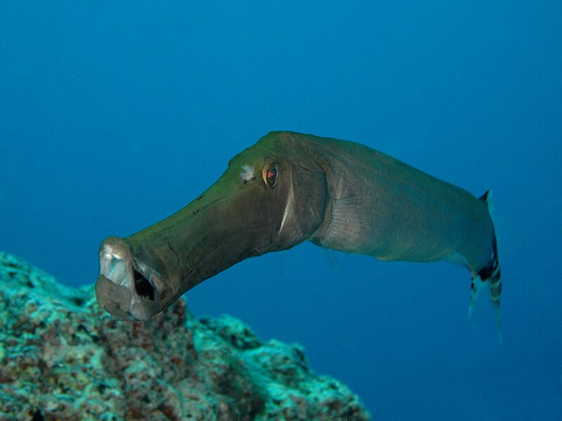 File:Atlantic cornetfish.jpg