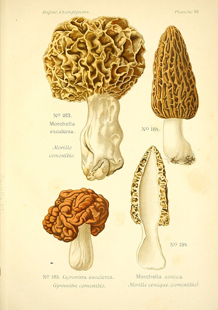 File:Atlas des champignons comestibles et vénéneux (Planche 78) (6358032311).jpg - Wikimedia Commons