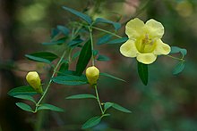 Aureolaria flava Arkansas.jpg