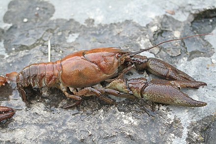 Речной рак фото. Astacus Astacus. Речные ракообразные. Пресноводные рачки. Река рачка.