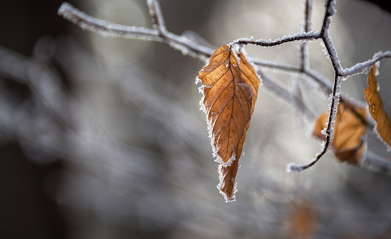 File:Autumn Leaf in Winter (Unsplash).jpg