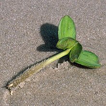 Propagule of Avicennia sp. Avicennia propagule.jpg