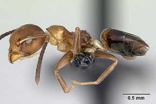 <i>Axinidris mlalu</i> species of insect