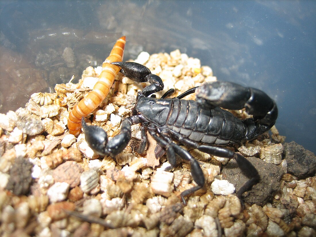 Bothriurus