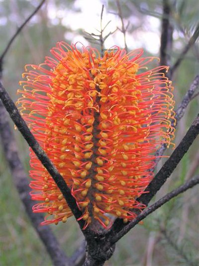 More usual red styles on orange body. Erowal Bay, NSW