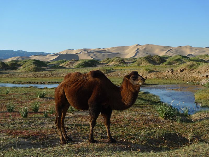 File:Bactrian Camel (4986856725).jpg