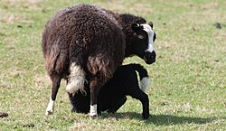 A Balwen Welsh Mountain ewe suckles her lamb Balwen Black Mountain ewe and lamb - Frampton - geograph.org.uk - 1763400.jpg