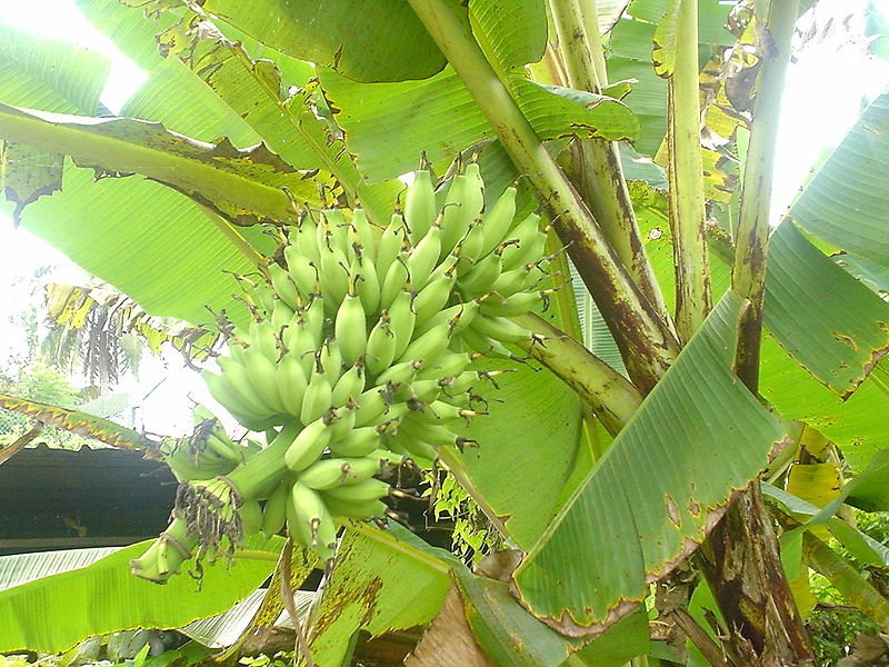 File:Bananas on tree.JPG