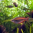 Banded rainbowfish Melanotaenia trifasciata.jpg