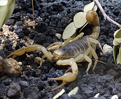 Bark Scorpion. Centuroides. exilicauda - Flickr - gailhampshire.jpg