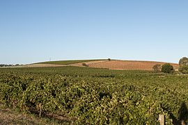 Vignoble de la Barossa Valley.