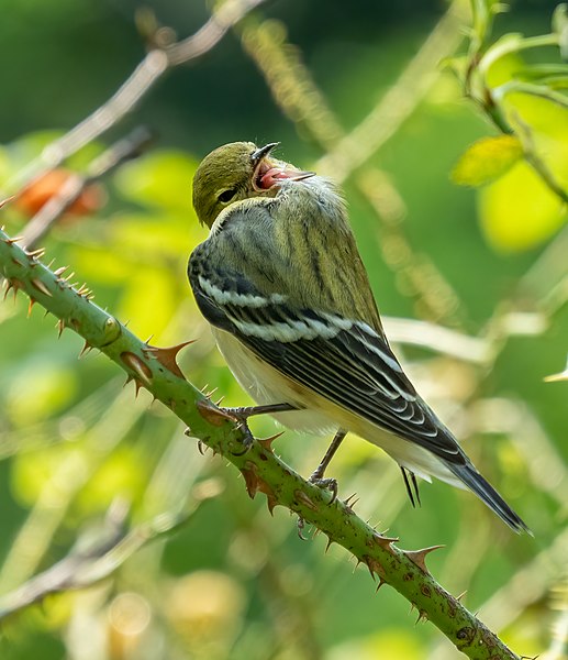 File:Bay-breasted warbler in Central Park (43444).jpg