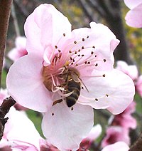 A honey bee collecting nectar from an apricot flower. Bee in flower.jpg