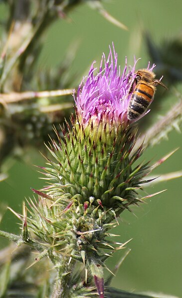 File:Bee on a thistle.jpg