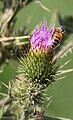 * Nomination A bee on a thistle --PierreSelim 22:11, 3 August 2011 (UTC) * Decline Needs identification, but also sharpness and composition issues. --Quartl 09:12, 4 August 2011 (UTC)