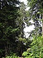 image=https://commons.wikimedia.org/wiki/File:Bergpark_Wilhelmshöhe_-_Baum_213b_2019-07-19.JPG