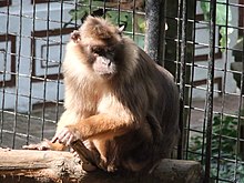 Beruk Mentawai Macaca de la sitting.JPG