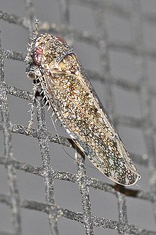 Bespeckled Leafhopper - Paraphlesius irroratus, Woodbridge, Virginia.jpg