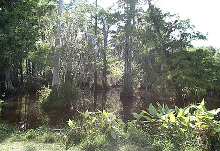 A pond in The Big Cypress