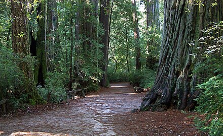 Meandering walkways take visitors through lush redwood groves