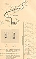 Biologisches Zentralblatt (1918) (19758850294).jpg