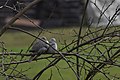Birds of Styria Ringeltaube Pigeons 01.jpg