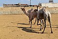 Birqash Camel Market سوق الجمال - برقاش
