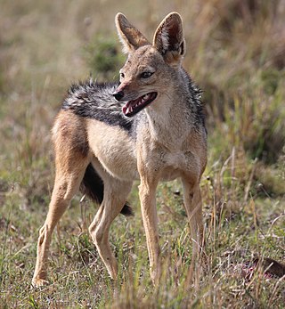 <span class="mw-page-title-main">Black-backed jackal</span> Species of carnivore