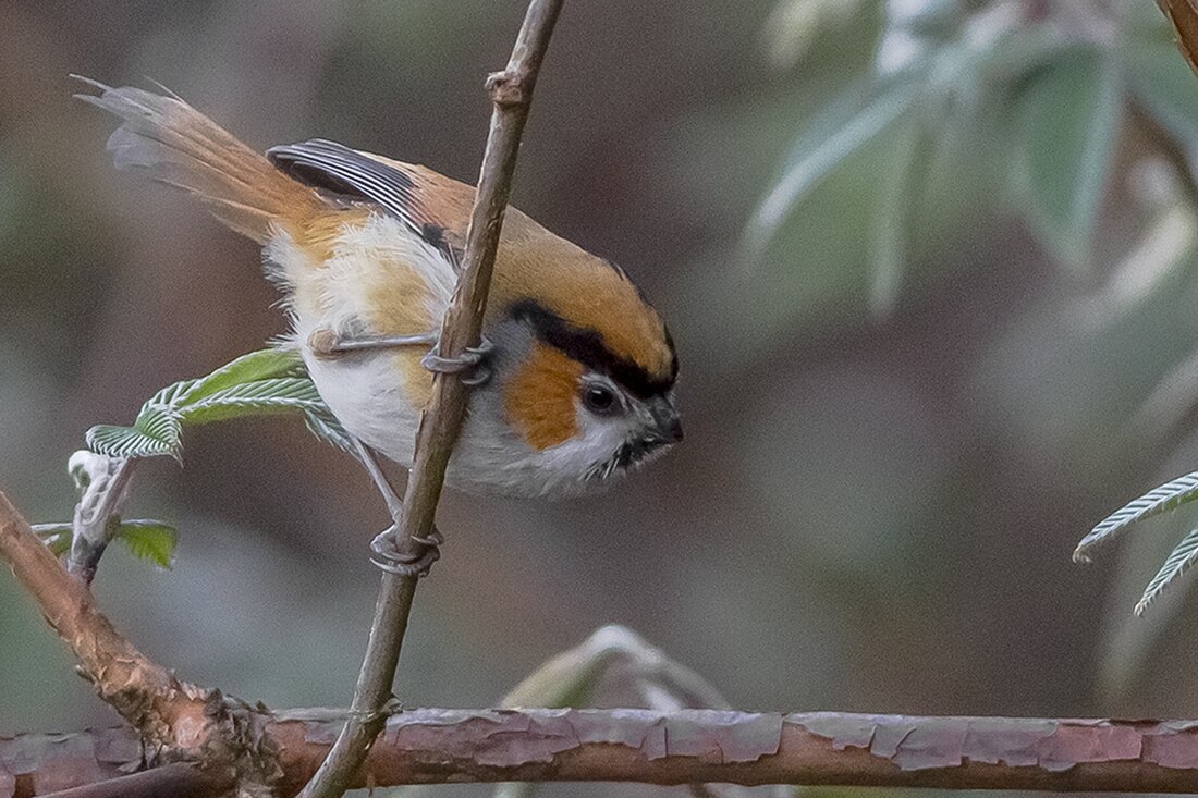 Paradoxornis nipalensis