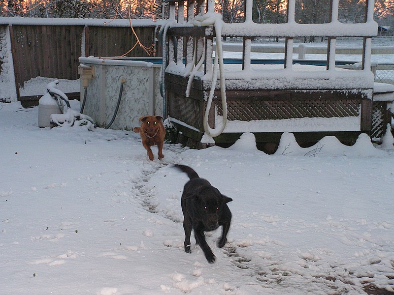 File:Black Lab playing in snow.jpg