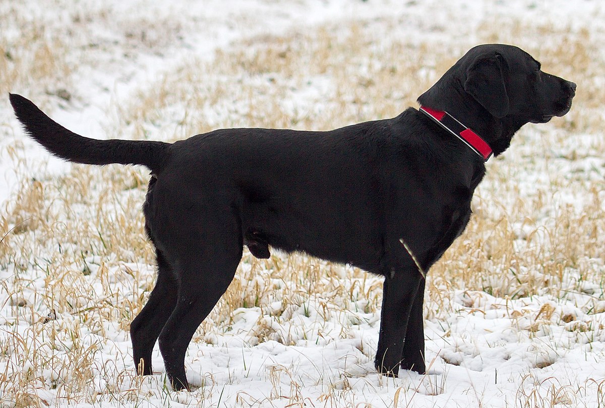 black labrador hunting