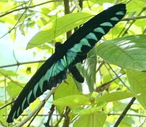 Palawan Birdwing, Troides trojana.