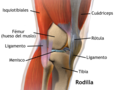 Miniatura para Dolor de rodilla