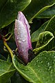 bloemknop van een Magnolia. (Nabloei in augustus)