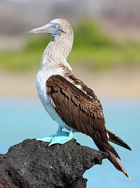 Tập_tin:Blue-footed-booby.jpg