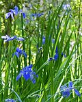 Iris giganticaerulea üçün miniatür