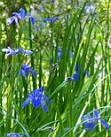 Iris bleu à l'unité Jean Lafitte Barataria (rognée).jpg
