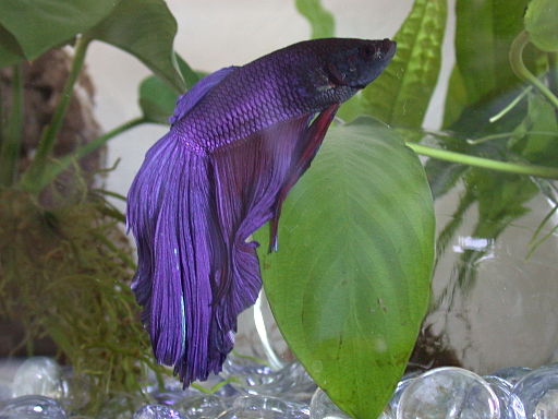 Blue betta fish super delta