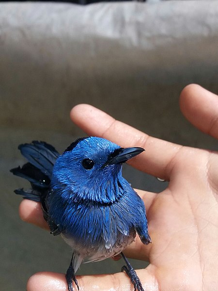 File:Blue small Birds.jpg