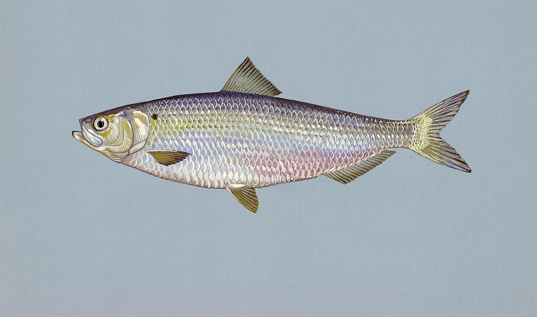 Blueback herring