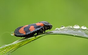 Popis tohoto obrázku, také komentován níže