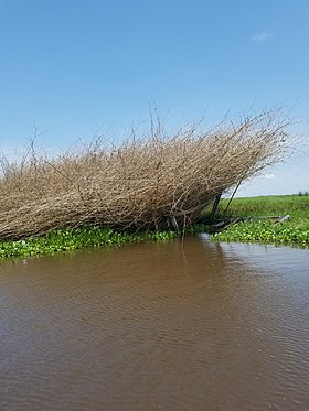 Sô-Tchanhoué